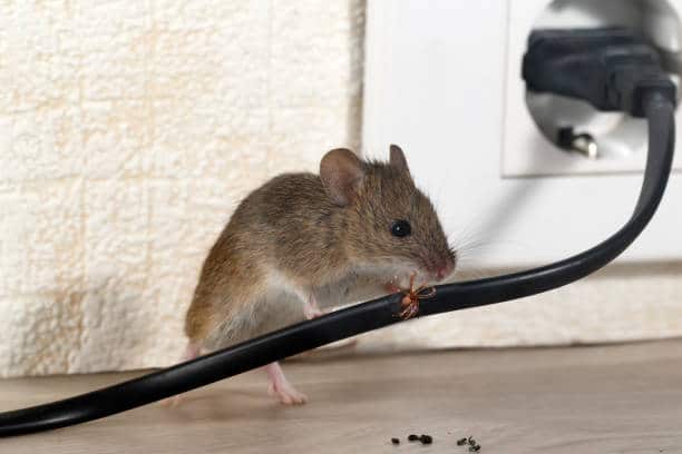 deratiseur souris et rats caen falaise